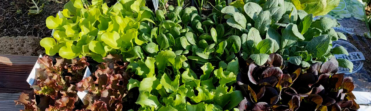 Hochbeet bepflanzen im Frühling
