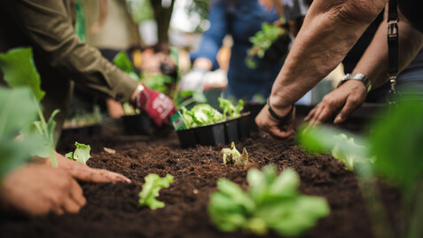 Auf dem Bild sind die Arme mehrerer Personen zu sehen, welche gerade Salat in Erde einpflanzen. Eine Hand hat dabei einen roten Handschuh an, die anderen haben keine Handschuhe.  Zwei Personen haben auch Uhren am Handgelenk. 
