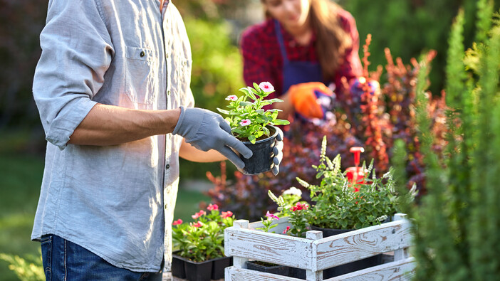 Mann und Frau beim Blumen und Kräuter pflanzen