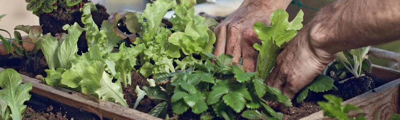 Maximale Ernte auf kleiner Fläche im Garten, Hochbeet & Pflanzkästen