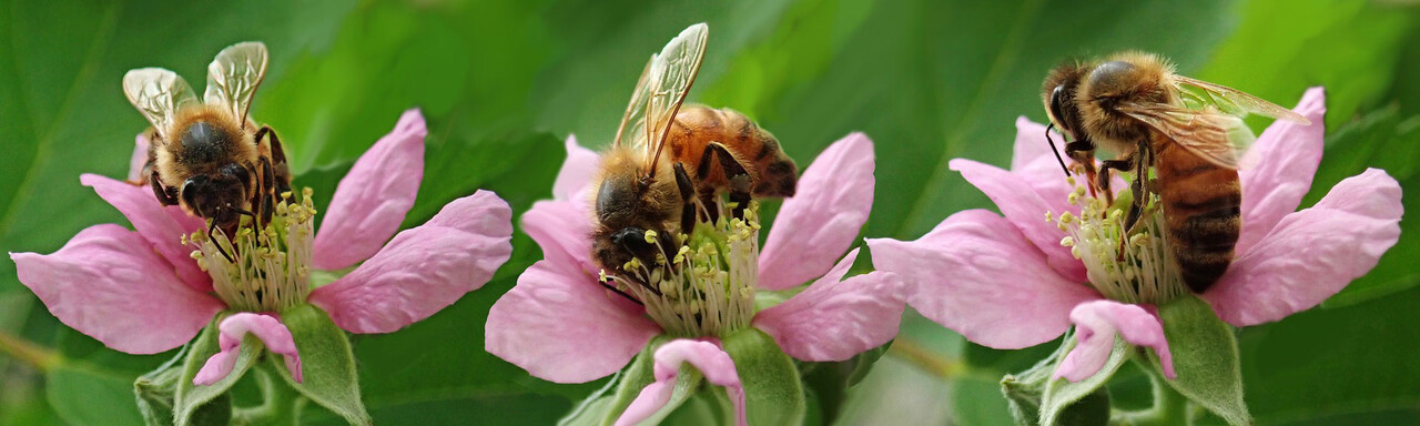 Initiative Bienenwies'n & Blühstreifenaktion 2019