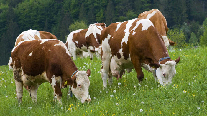 Landwirtschaftliche Beratung Impression #2