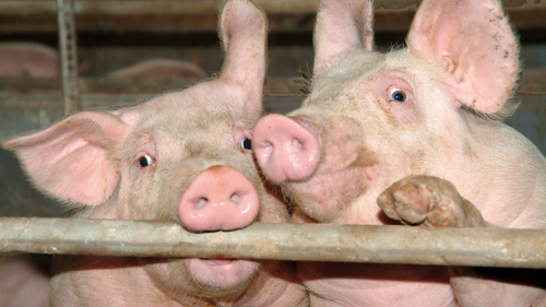 Zwei süße Schweine.