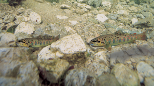 Zwei Fische schwimmen im klaren Wasser.