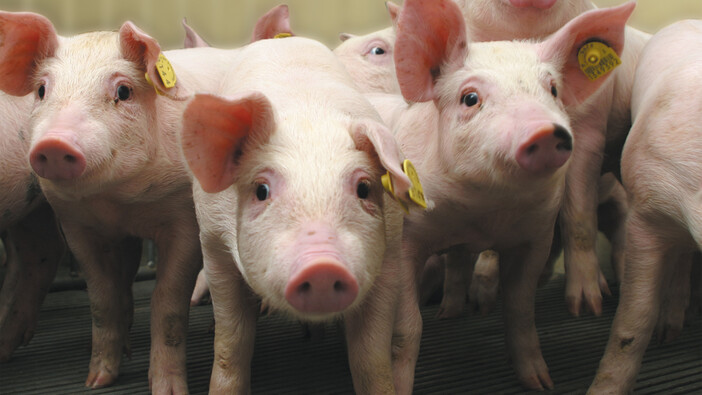 Ein paar süße Schweine.